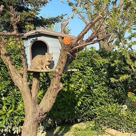 I Gatti E La Volpe *