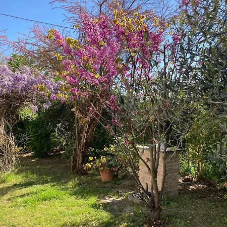 I Gatti E La Volpe Budrio (Ravenna)