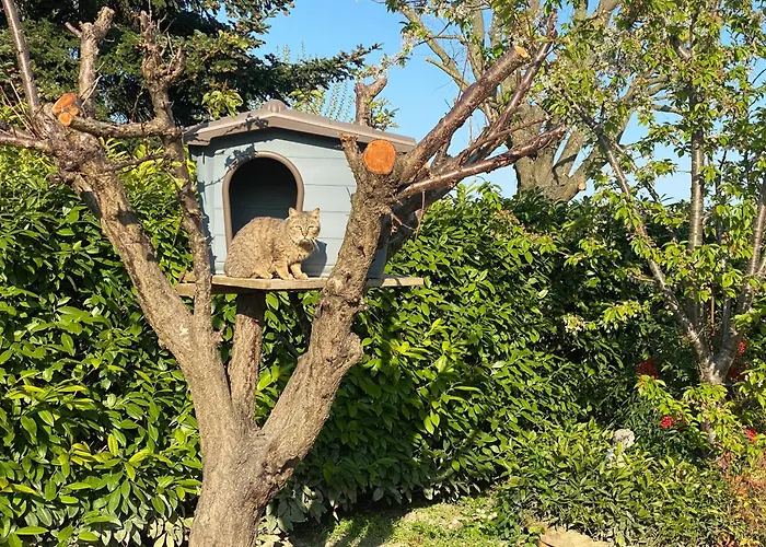 I Gatti E La Volpe *